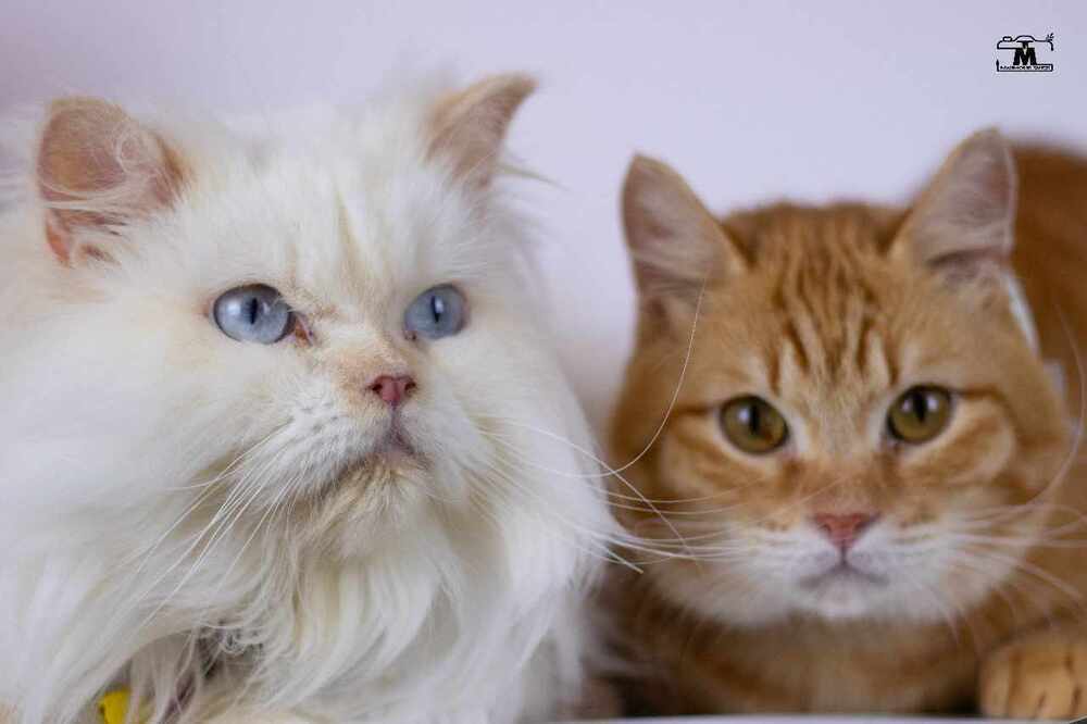 Tico and Rico, an adoptable Himalayan, Egyptian Mau in WOLCOTT, CT, 06716 | Photo Image 4