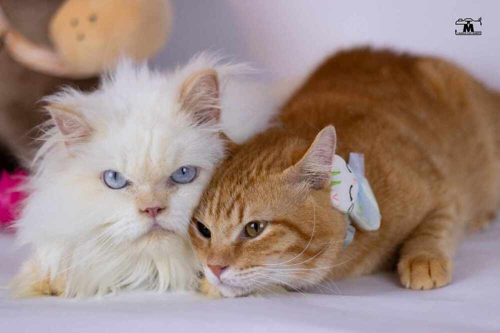 Tico and Rico, an adoptable Himalayan, Egyptian Mau in WOLCOTT, CT, 06716 | Photo Image 5