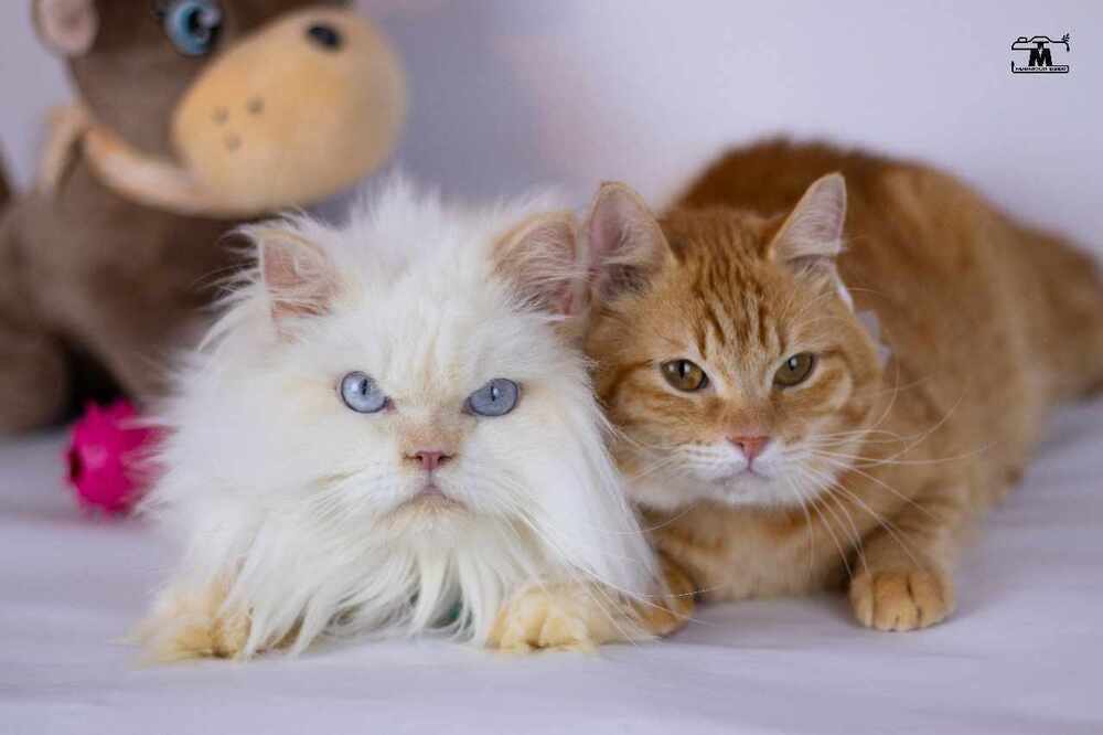 Tico and Rico, an adoptable Himalayan, Egyptian Mau in WOLCOTT, CT, 06716 | Photo Image 6