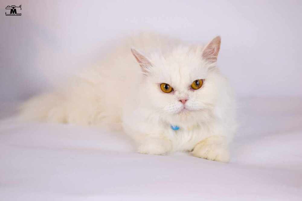 Lara, an adoptable Persian in WOLCOTT, CT, 06716 | Photo Image 1