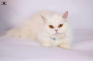 Lara, Adult Female unknown
