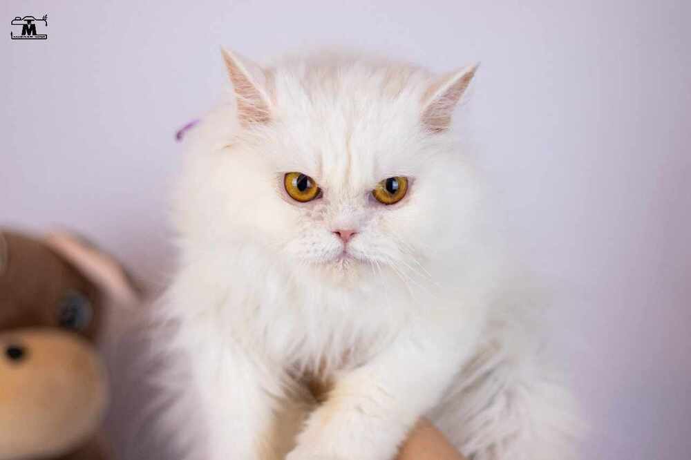 Lara, an adoptable Persian in WOLCOTT, CT, 06716 | Photo Image 2