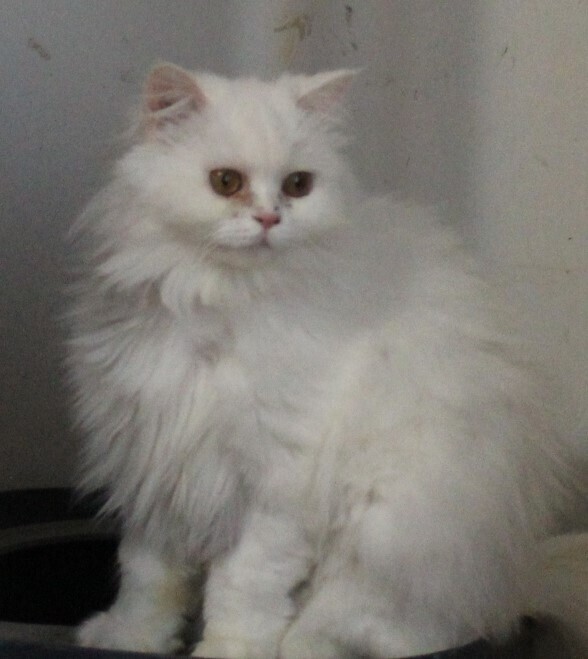 Lara, an adoptable Persian in WOLCOTT, CT, 06716 | Photo Image 3