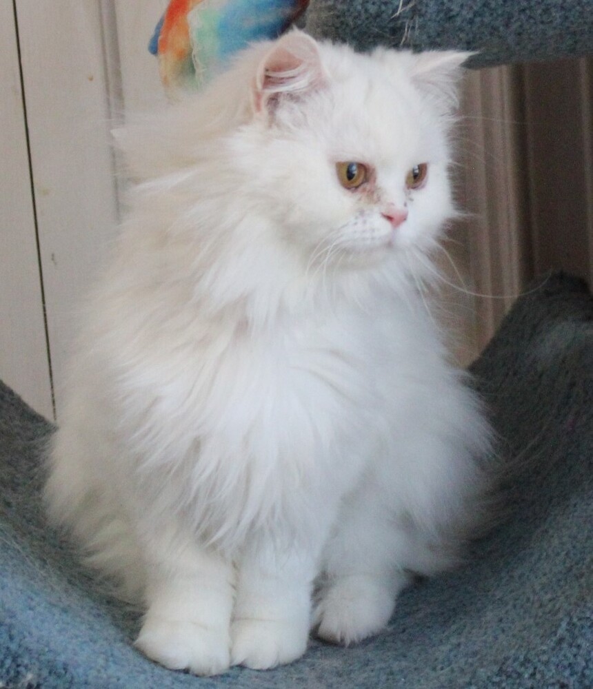 Lara, an adoptable Persian in WOLCOTT, CT, 06716 | Photo Image 4
