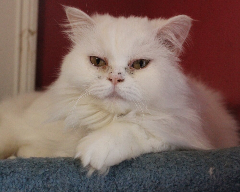 Lara, an adoptable Persian in WOLCOTT, CT, 06716 | Photo Image 5