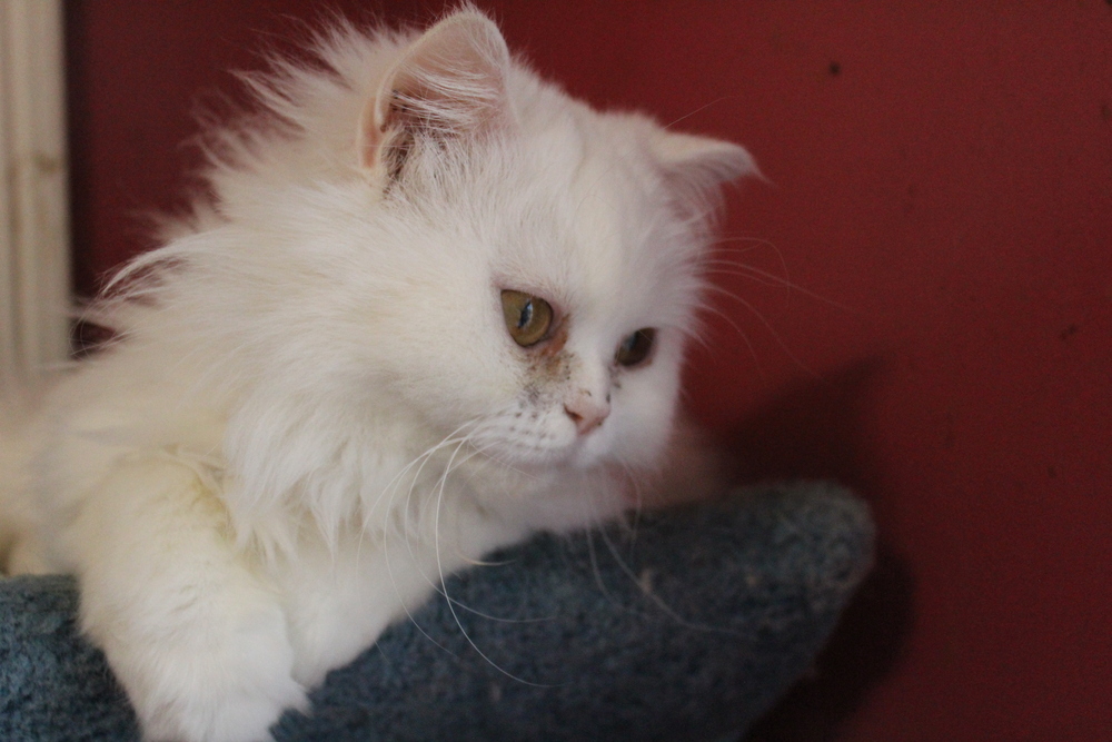 Lara, an adoptable Persian in WOLCOTT, CT, 06716 | Photo Image 6