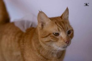 Lucy, Adult Female unknown