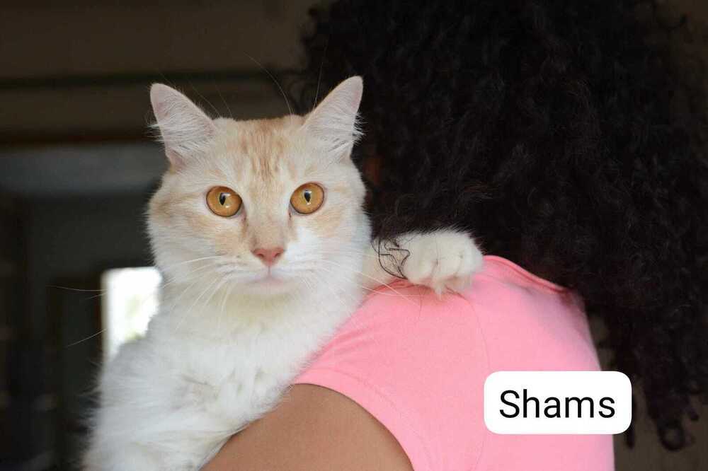 Shams, an adoptable Persian in WOLCOTT, CT, 06716 | Photo Image 1