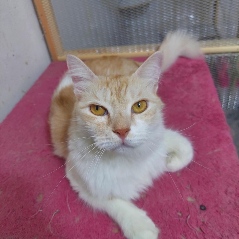 Shams, an adoptable Persian in WOLCOTT, CT, 06716 | Photo Image 1