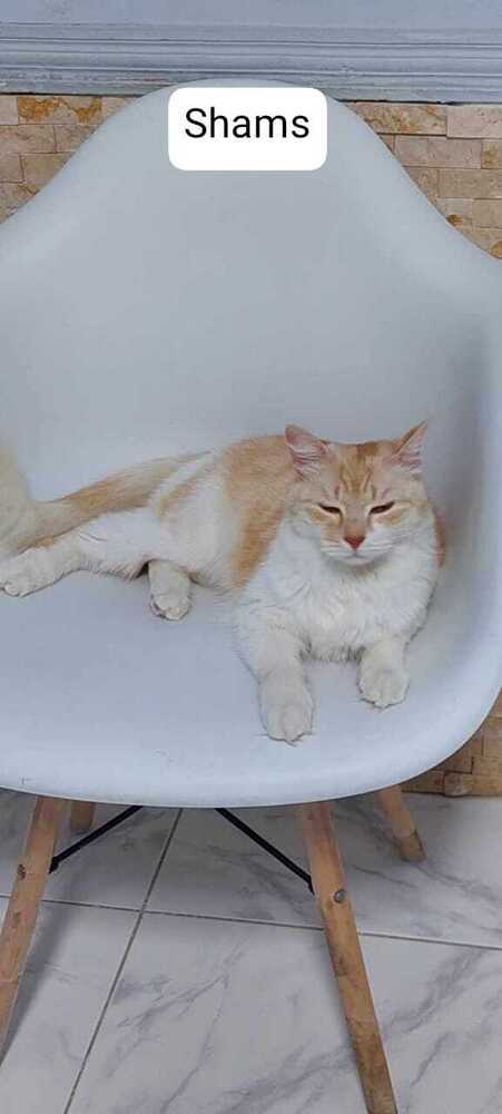 Shams, an adoptable Persian in WOLCOTT, CT, 06716 | Photo Image 2
