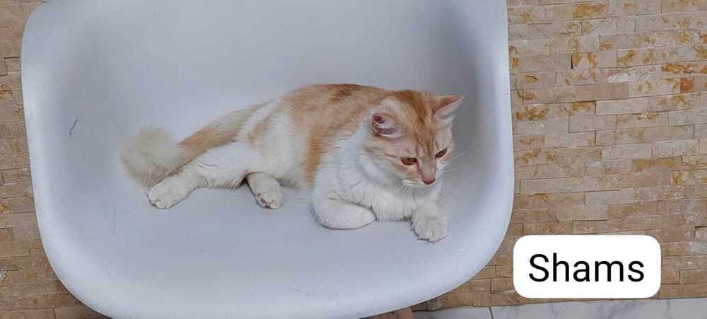 Shams, an adoptable Persian in WOLCOTT, CT, 06716 | Photo Image 3