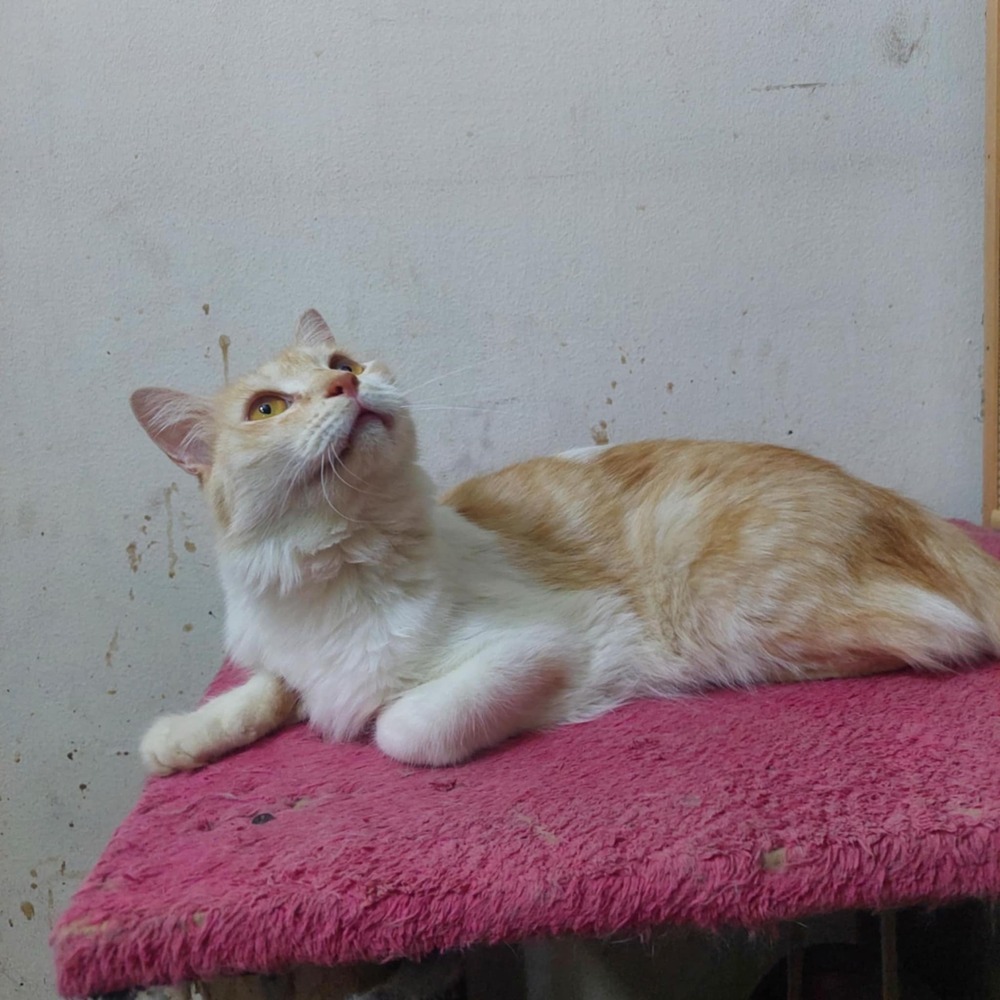 Shams, an adoptable Persian in WOLCOTT, CT, 06716 | Photo Image 4