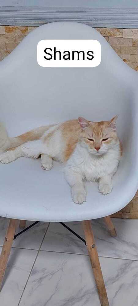 Shams, an adoptable Persian in WOLCOTT, CT, 06716 | Photo Image 5