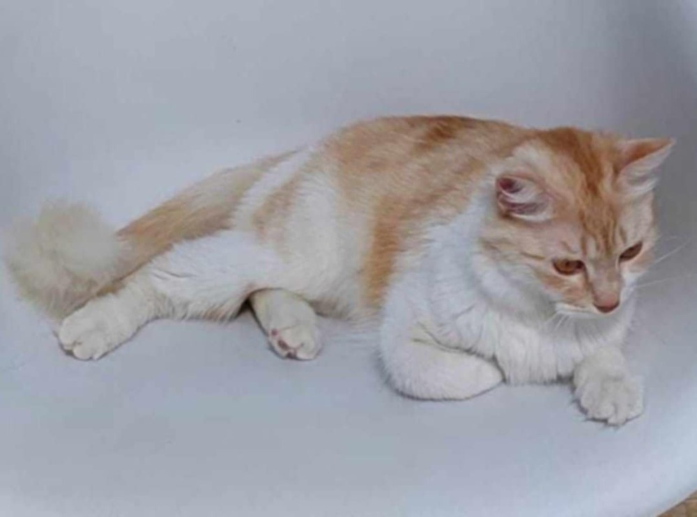 Shams, an adoptable Persian in WOLCOTT, CT, 06716 | Photo Image 5