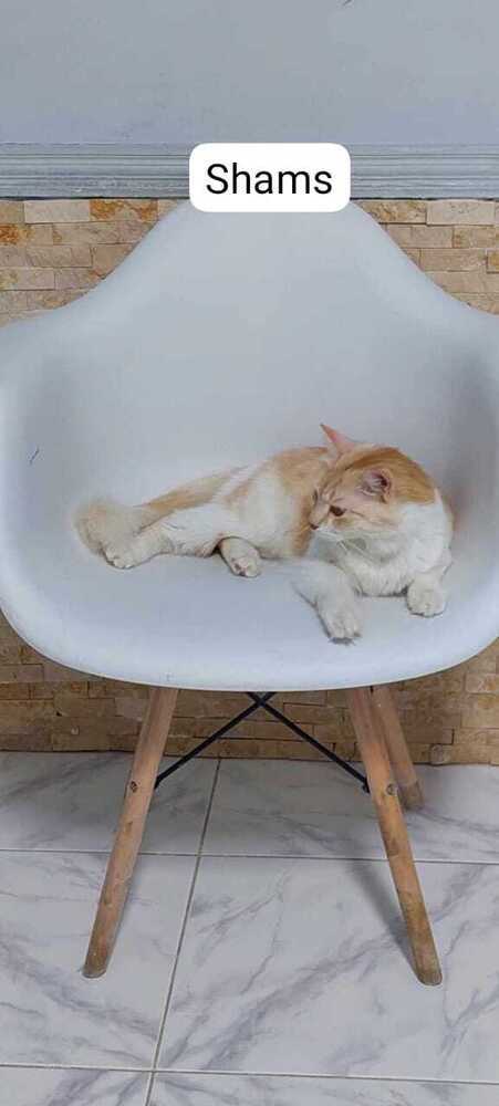 Shams, an adoptable Persian in WOLCOTT, CT, 06716 | Photo Image 6