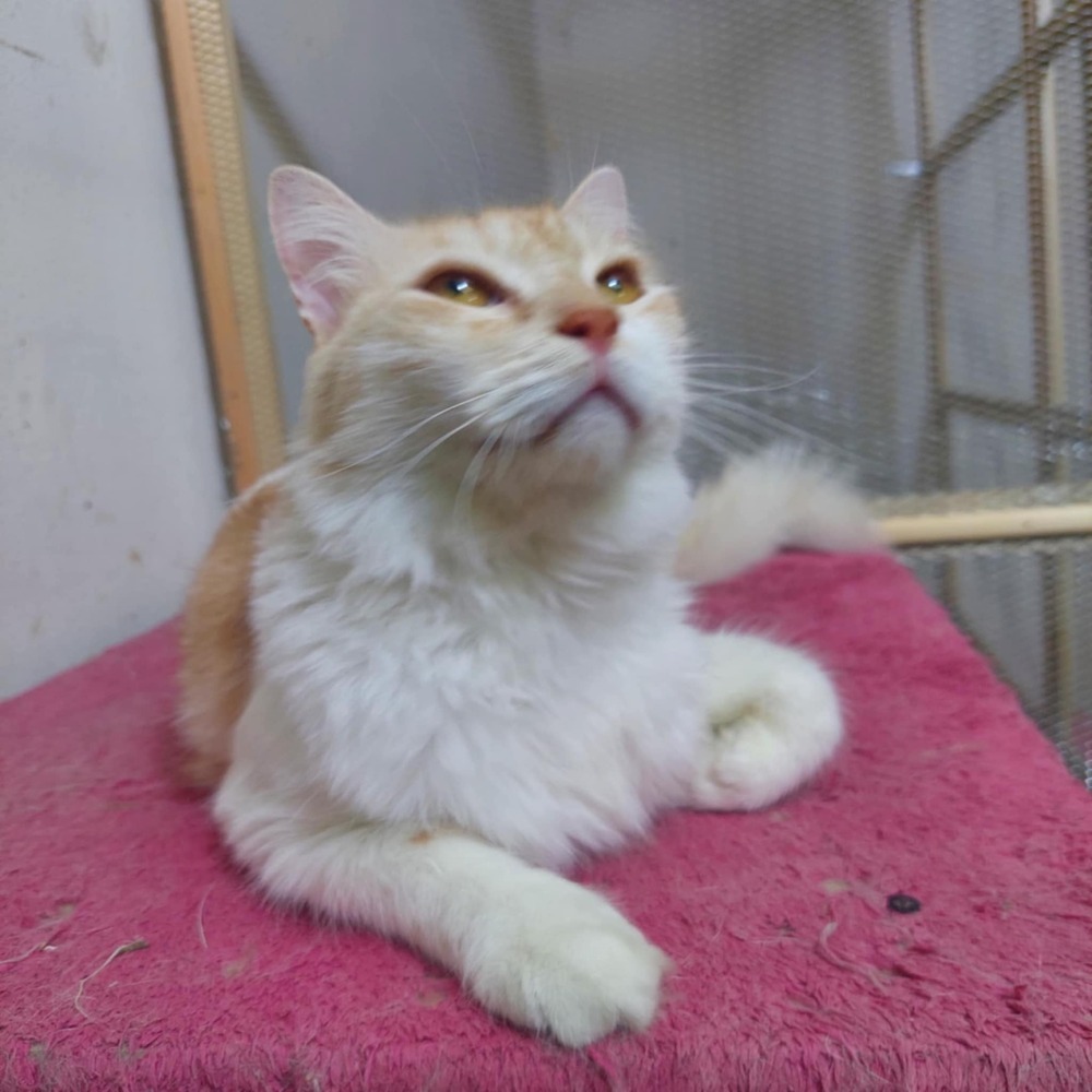 Shams, an adoptable Persian in WOLCOTT, CT, 06716 | Photo Image 6