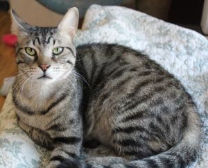 Mickey, Adult Male unknown