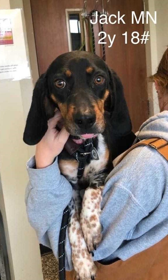 Jack the Beagle