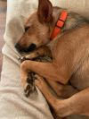Roxy photo 4