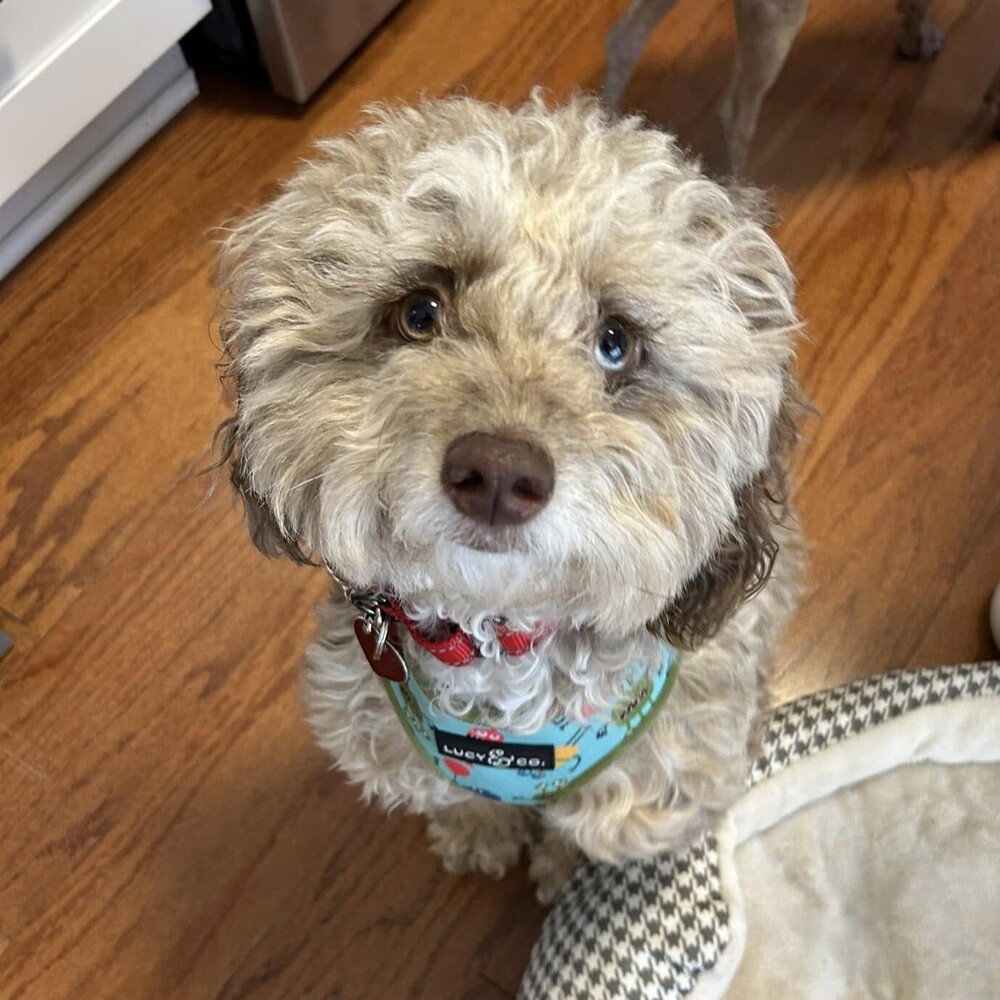 Cruz, an adoptable Cockapoo in Mundelein, IL, 60060 | Photo Image 1