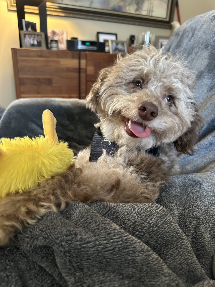 Cruz, an adoptable Cockapoo in Mundelein, IL, 60060 | Photo Image 4