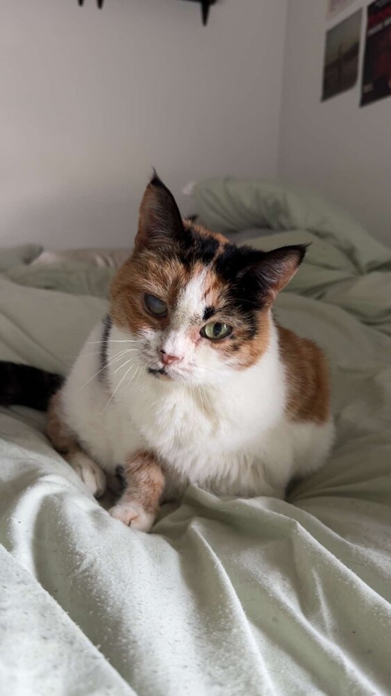 Jackie, an adoptable Domestic Short Hair, British Shorthair in Bellingham, WA, 98227 | Photo Image 1