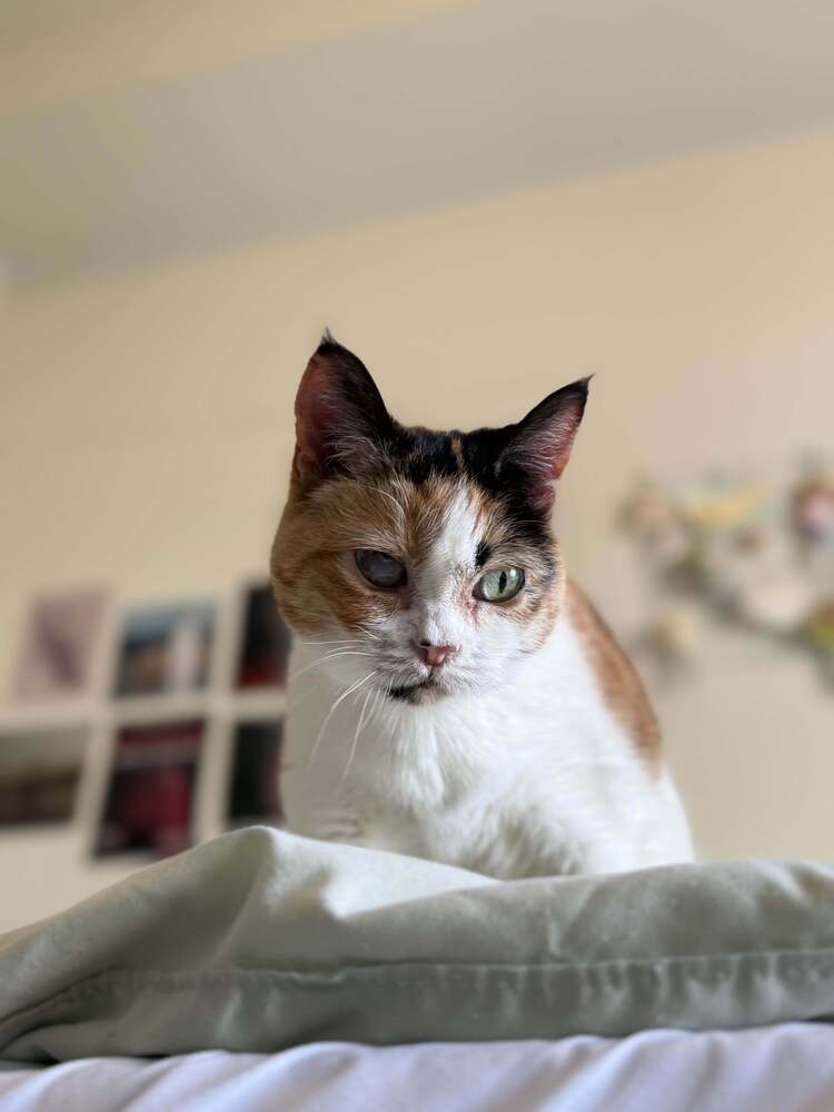 Jackie, an adoptable Domestic Short Hair, British Shorthair in Bellingham, WA, 98227 | Photo Image 2