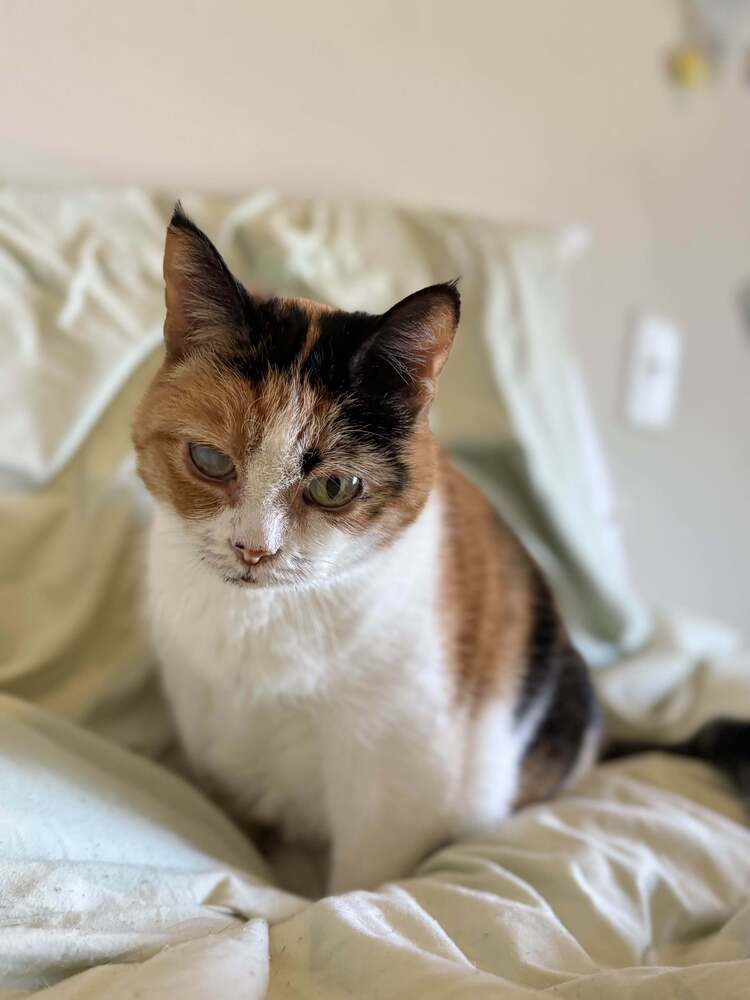 Jackie, an adoptable Domestic Short Hair, British Shorthair in Bellingham, WA, 98227 | Photo Image 3