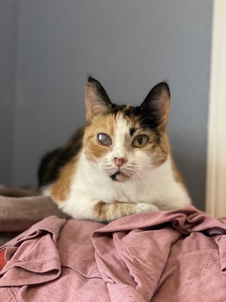 Jackie, an adoptable Domestic Short Hair, British Shorthair in Bellingham, WA, 98227 | Photo Image 4