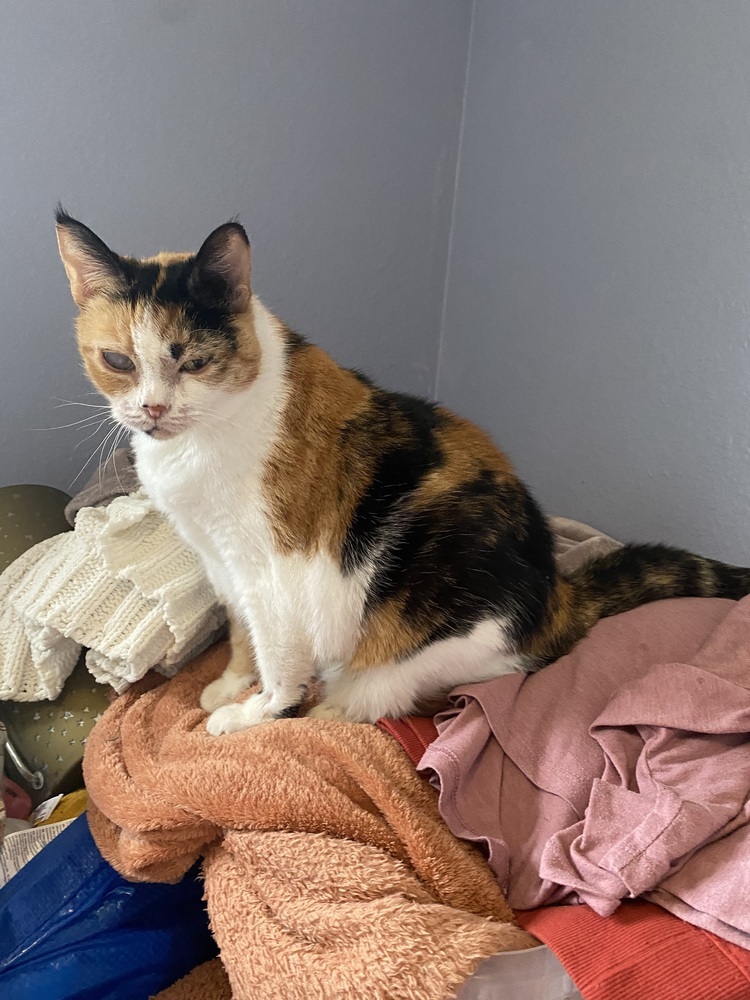 Jackie, an adoptable Domestic Short Hair, British Shorthair in Bellingham, WA, 98227 | Photo Image 5
