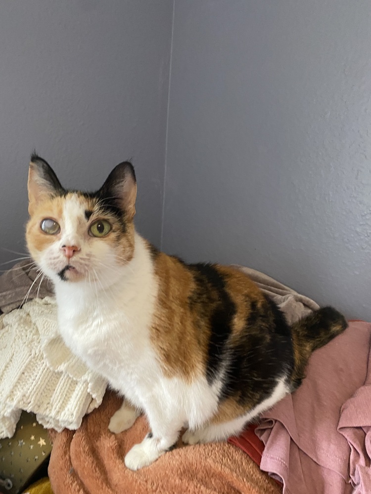 Jackie, an adoptable Domestic Short Hair, British Shorthair in Bellingham, WA, 98227 | Photo Image 6