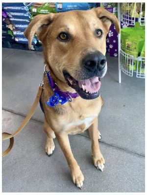 Jax, Adult Male Mixed Breed
