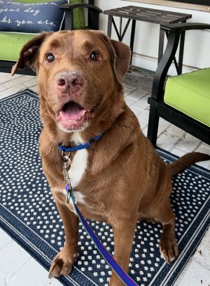 Welcome back to the RMG family Monty Monty was born into an RMG foster home in March of 2017 and
