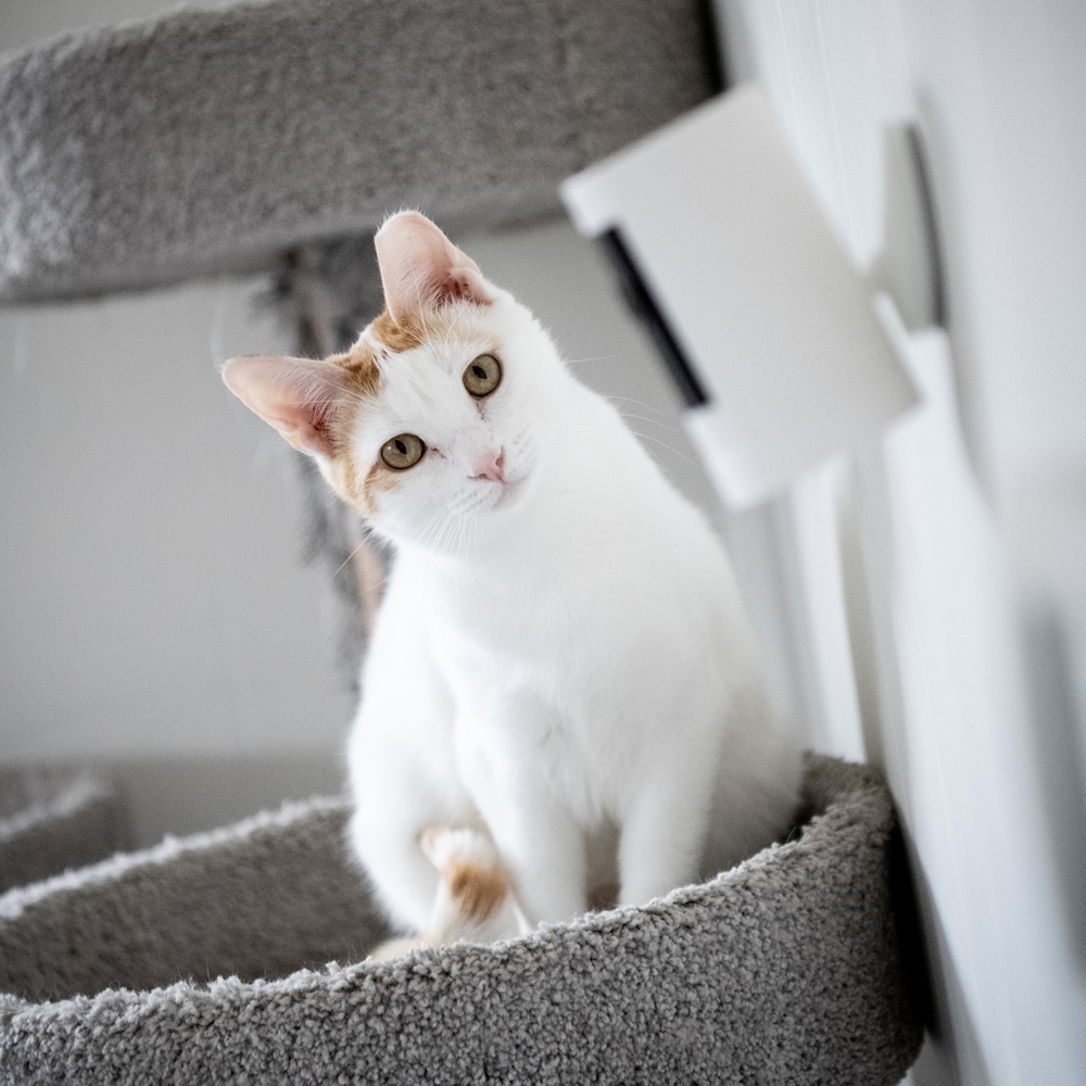 Peaches, an adoptable Domestic Short Hair in Fort collins, CO, 80526 | Photo Image 1