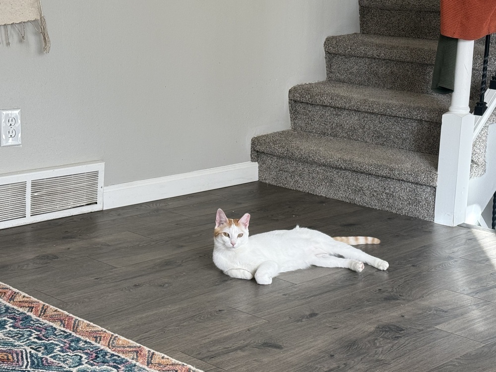 Peaches, an adoptable Domestic Short Hair in Fort collins, CO, 80526 | Photo Image 2