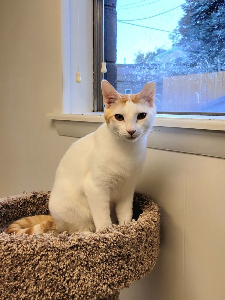 Peaches, an adoptable Domestic Short Hair in Fort collins, CO, 80526 | Photo Image 3