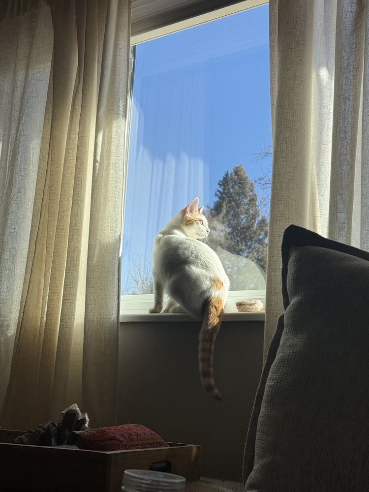 Peaches, an adoptable Domestic Short Hair in Fort collins, CO, 80526 | Photo Image 4