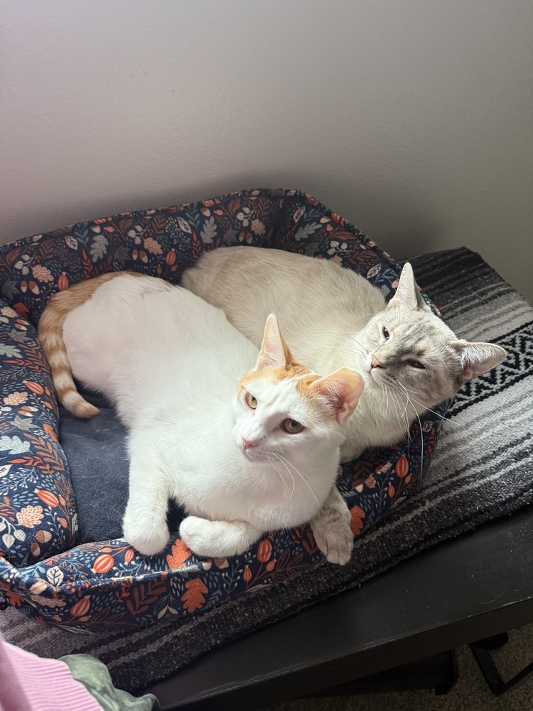 Peaches, an adoptable Domestic Short Hair in Fort collins, CO, 80526 | Photo Image 6