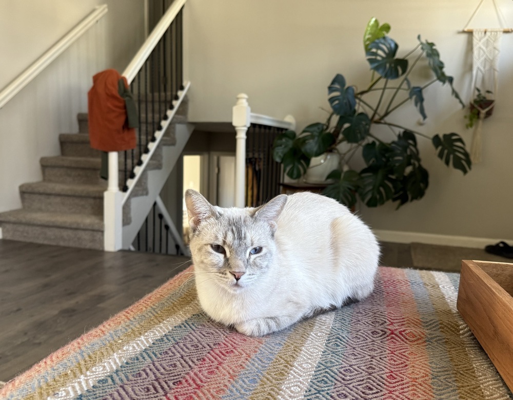 Rainbow, an adoptable Siamese, Domestic Short Hair in Fort collins, CO, 80526 | Photo Image 1