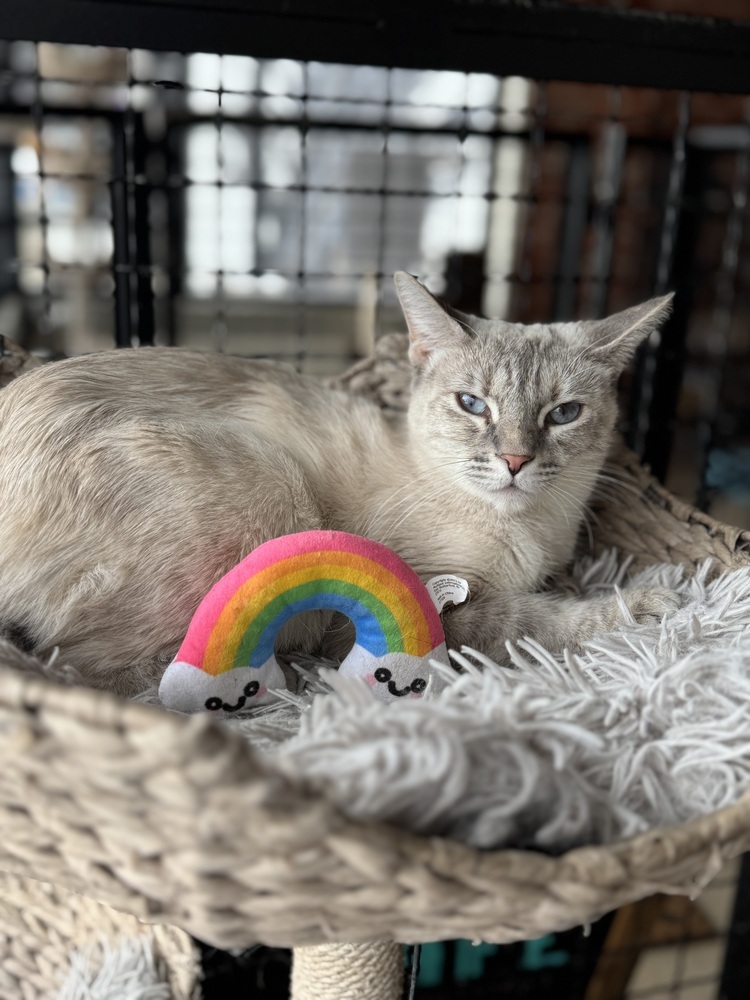 Rainbow, an adoptable Siamese, Domestic Short Hair in Fort collins, CO, 80526 | Photo Image 2