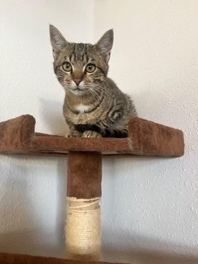 Syd, an adoptable Domestic Short Hair in Fort collins, CO, 80526 | Photo Image 2