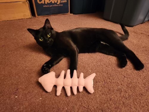 Sesame Seed, an adoptable Domestic Short Hair in Fort collins, CO, 80526 | Photo Image 2