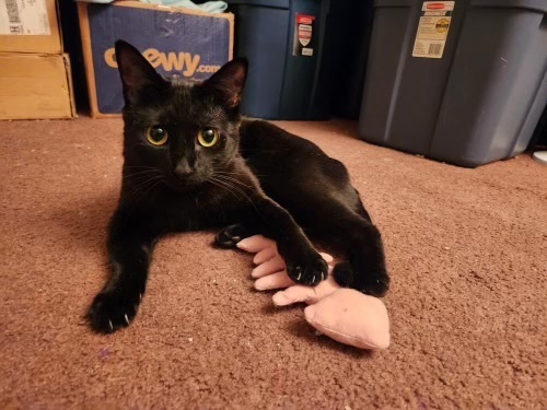 Sesame Seed, an adoptable Domestic Short Hair in Fort collins, CO, 80526 | Photo Image 3