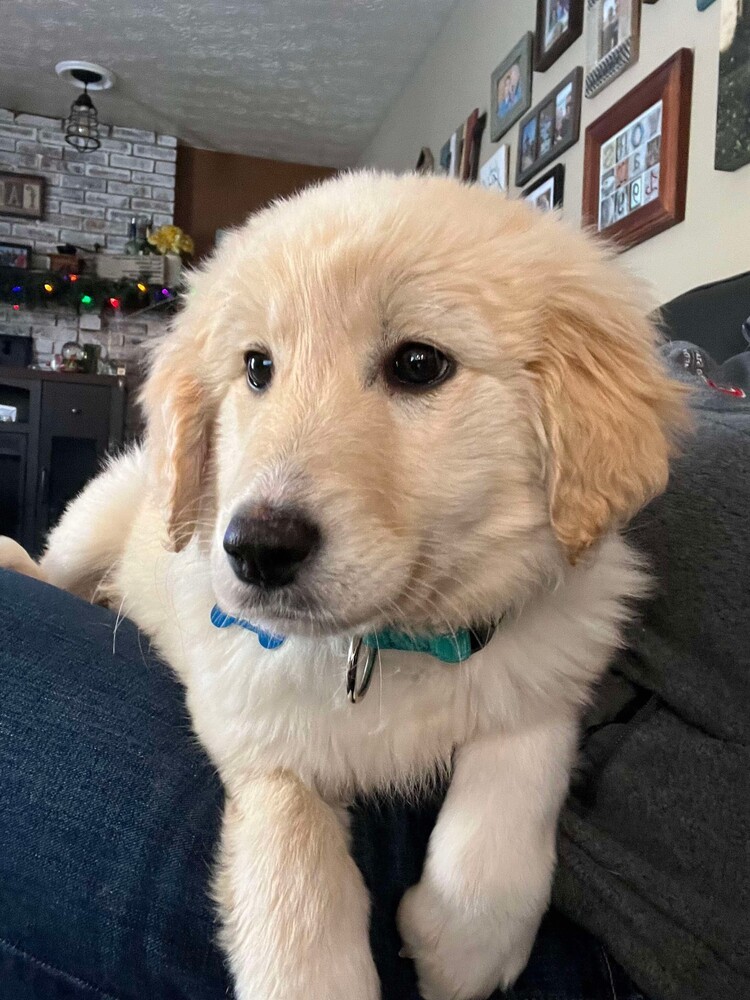 Cutter (Baseball Litter '25)