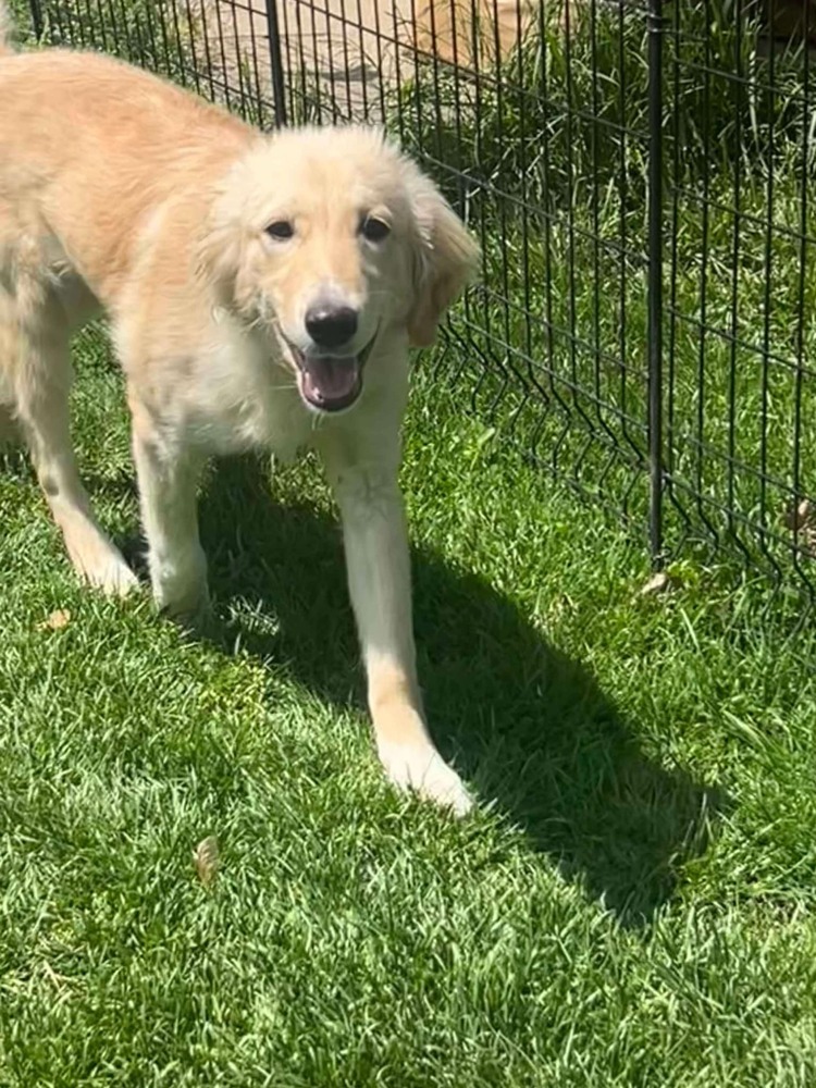 Cutter (Baseball Litter '25)