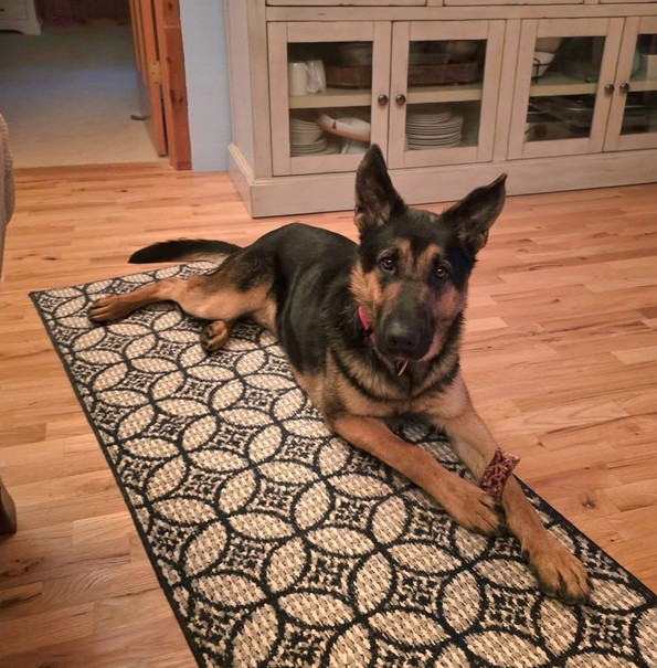 Pilgrim, an adoptable German Shepherd Dog in Fredonia, WI, 53021 | Photo Image 1