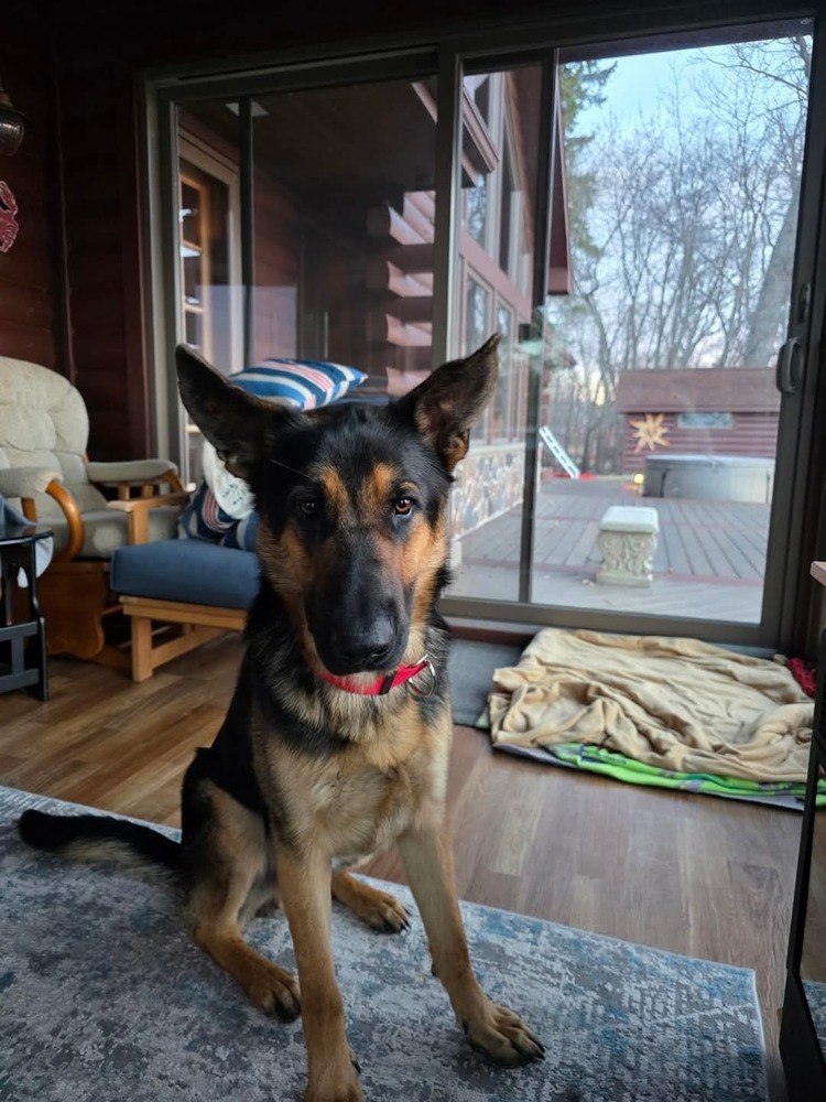 Pilgrim, an adoptable German Shepherd Dog in Fredonia, WI, 53021 | Photo Image 4