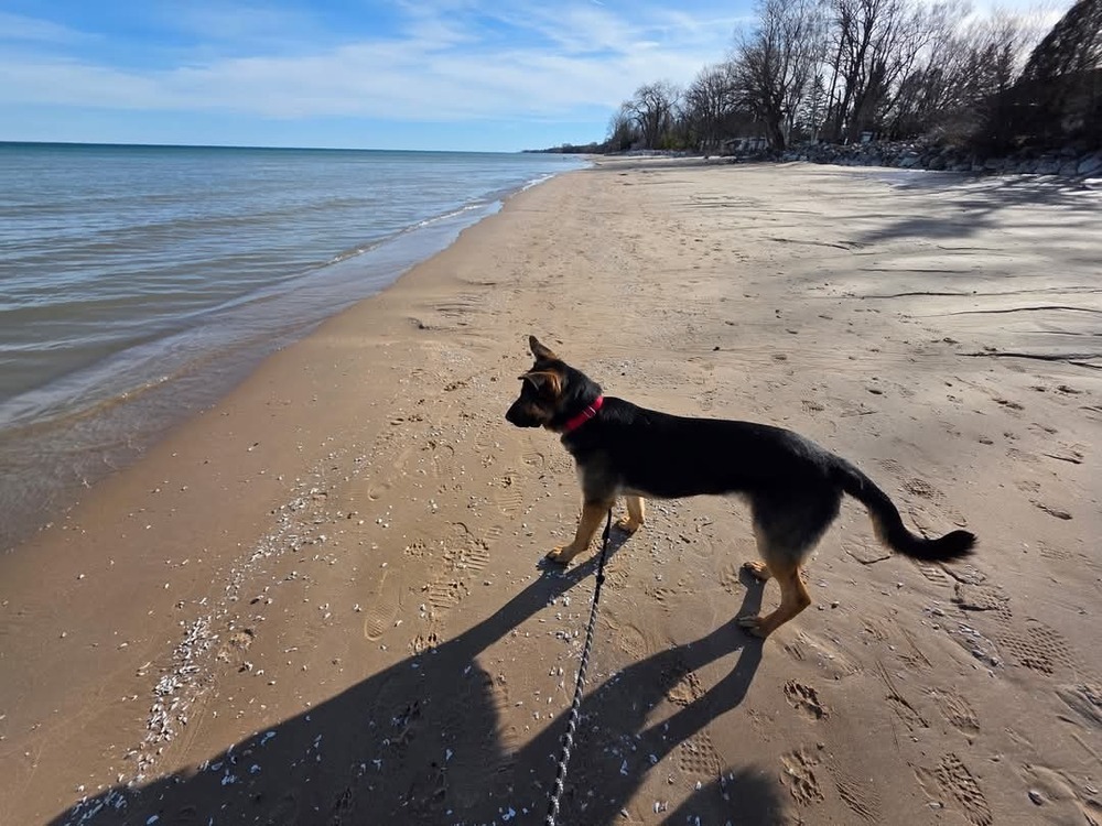 Pilgrim, an adoptable German Shepherd Dog in Fredonia, WI, 53021 | Photo Image 5