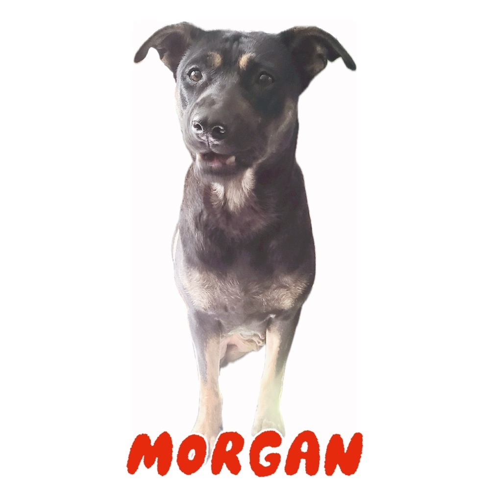 Morgan