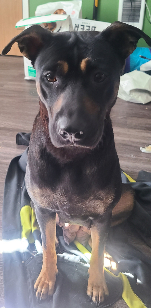 Morgan